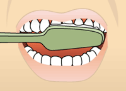 Brushing the outer surfaces of the front teeth in a gentle circular motion