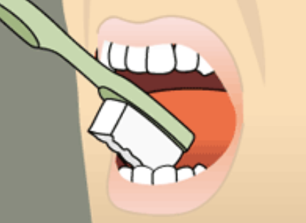 Using the tip of the brush on the inner surface of the front teeth